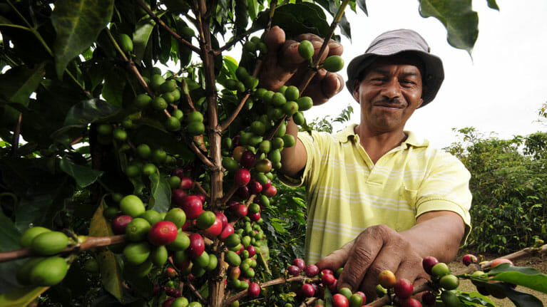 Plantation café colombie